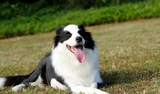十大适合家养的大型犬-养只大型犬什么犬又听话又有灵性还护主