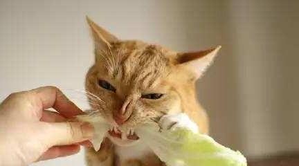 猫咪吃水果-猫咪可以吃什么水果蔬菜 猫咪吃水果-猫咪可以吃什么水果蔬菜