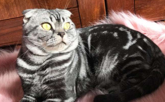 折耳猫为什么难养 折耳猫为什么难养