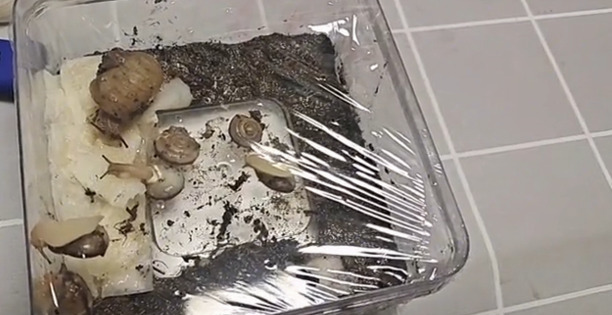 捡来的小蜗牛怎么养