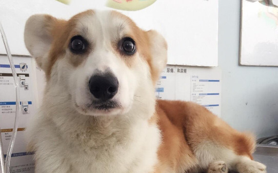 狗狗便血了是怎么回事狗狗最近食欲不好瘦