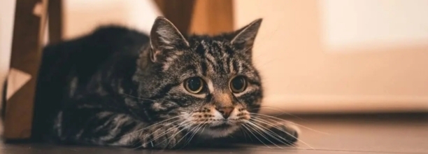 猫应激什么样子