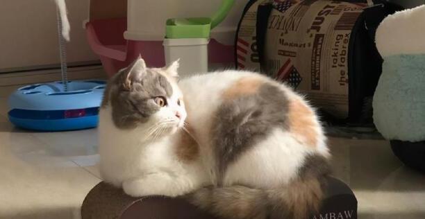 英短猫多少钱一只-英短猫的价格怎么样