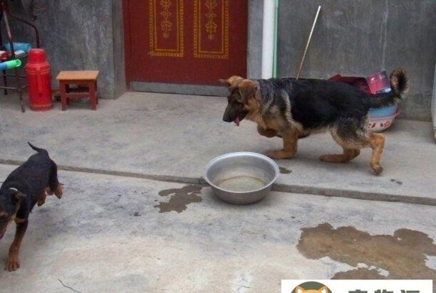 狗狗趴蹄是怎么回事-德牧趴蹄怎治 狗狗趴蹄是怎么回事-德牧趴蹄怎治