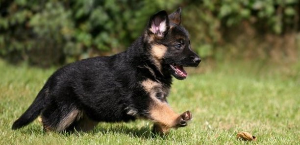 德国牧羊犬阿托斯性格-德国牧羊犬价格德国牧羊犬多少钱一只 德国牧羊犬阿托斯性格-德国牧羊犬价格德国牧羊犬多少钱一只