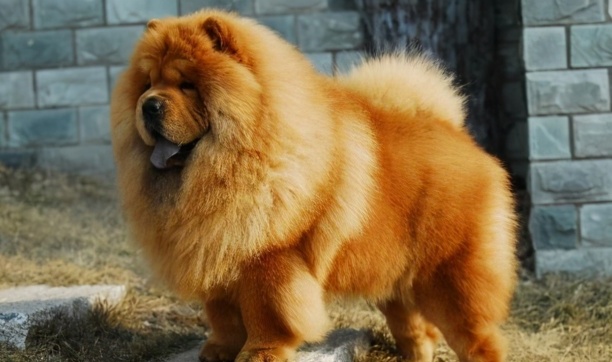 中国土狗四大名狗-中华田园犬12个品种 中国土狗四大名狗-中华田园犬12个品种