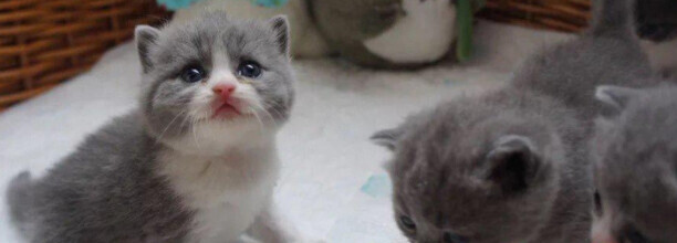 蓝猫和折耳猫哪个活得久 蓝猫和折耳猫哪个活得久