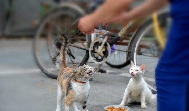 野猫蹭人腿绕来绕去的-人蹭腿什么意思