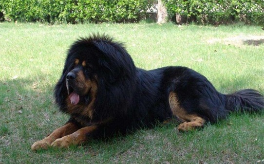 有关狗和犬的区别