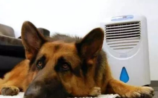 泰迪犬可以在二十八度的空调房睡觉吗