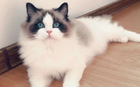 猫疫苗多久打一次 猫疫苗多久打一次