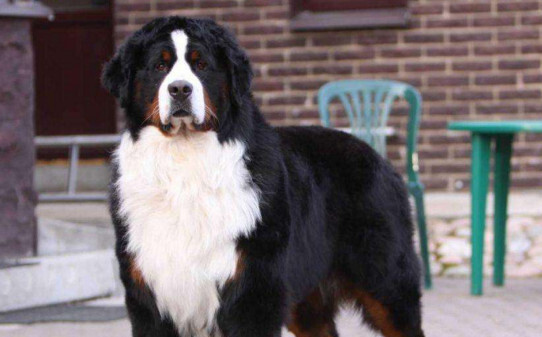 伯恩山犬优缺点