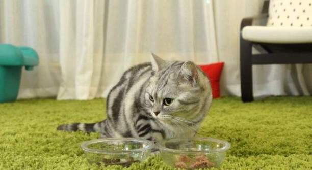 猫咪爱吃鱼它们会被鱼刺卡到吗-小猫会不会在吃鱼的时候被鱼刺卡到 猫咪爱吃鱼它们会被鱼刺卡到吗-小猫会不会在吃鱼的时候被鱼刺卡到