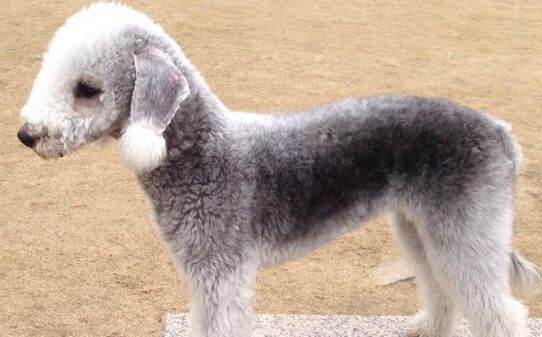 十大最干净最好养不掉毛的中型犬 十大最干净最好养不掉毛的中型犬