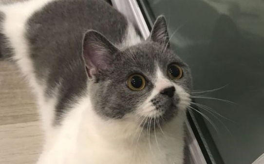 雪妮猫与英短区别