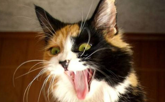人受到猫咪惊吓过后有哪些表现