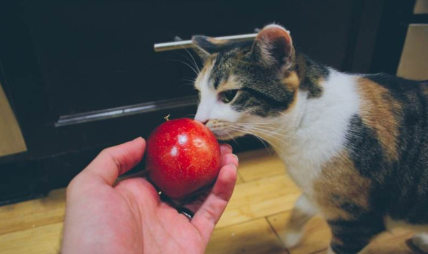 猫咪可以吃西瓜吗-流浪猫能不能吃西瓜呀