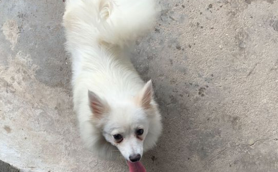 为什么银狐犬养的少