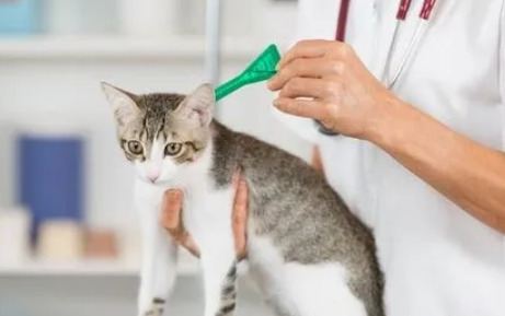 如何让猫快速长胖 如何让猫快速长胖