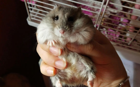 仓鼠吃火龙果有什么好处