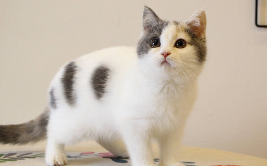 猫咪眼睛鼻子都有分泌物怎么办