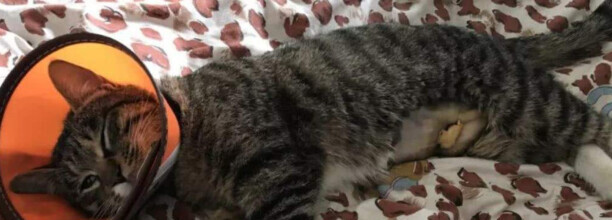 公猫绝育前需要禁食吗