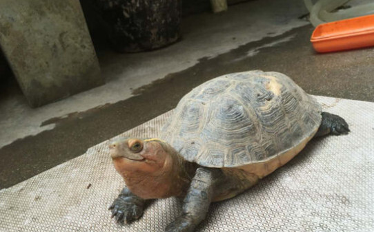 乌龟死的时候有什么表现