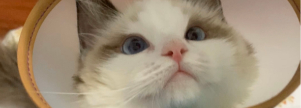长毛猫都有哪些品种 长毛猫都有哪些品种