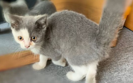 猫咪发烧有什么症状 猫咪发烧有什么症状