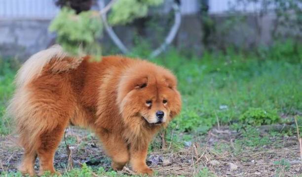 中小型犬-中小型犬品种大全