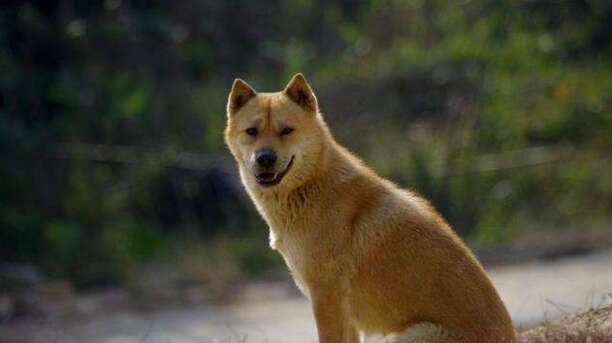 中华田园犬智商排名-中华田园犬智商排名第几 中华田园犬智商排名-中华田园犬智商排名第几