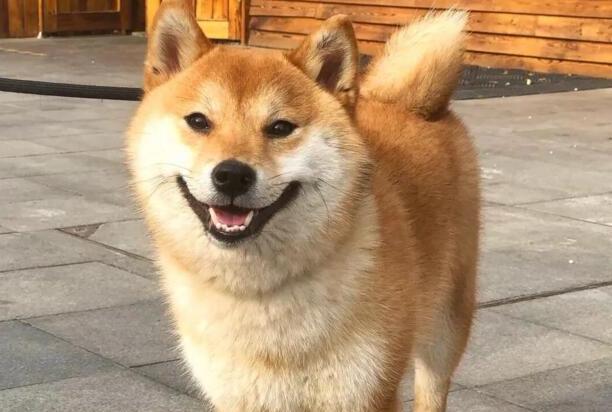 柴犬的训练方法-柴犬咬人怎么纠正