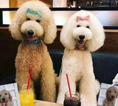 巨贵犬多少钱一只-巨贵到底多大