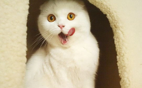 猫打喷嚏是什么