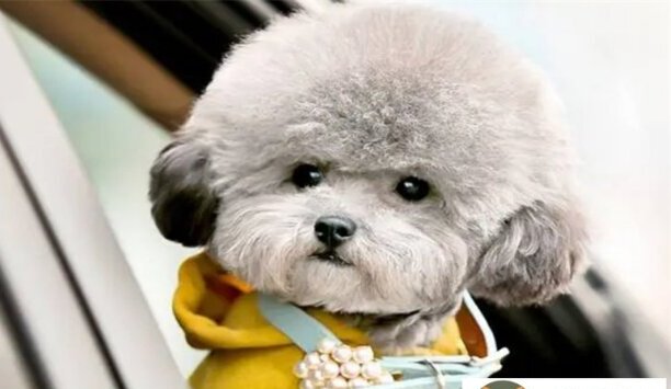 贵阳可以养贵宾犬吗-一只泰迪贵宾犬几元