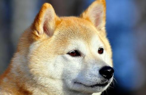秋田犬八千-日本电影感动人的狗与人之间 秋田犬八千-日本电影感动人的狗与人之间