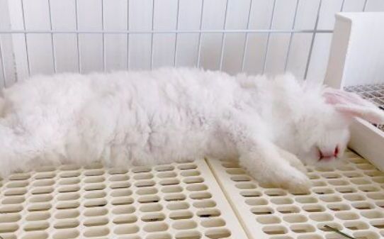 兔子怀孕的症状有哪些表现