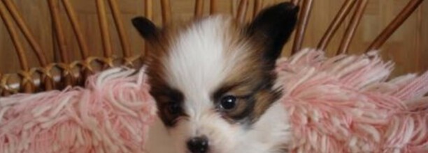 珍珠犬人工喂养技巧