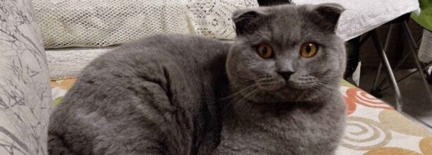 蓝猫什么时候开始粘人