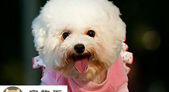 巨型贵宾犬多少钱-巨型贵宾多少钱一只幼犬