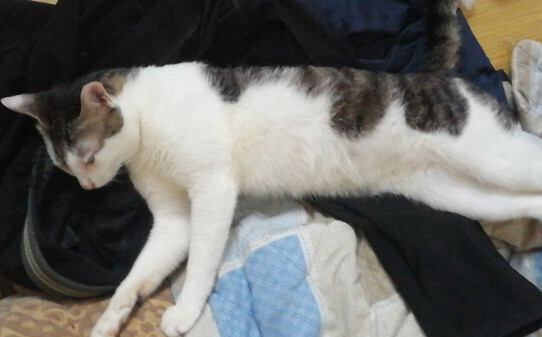 乌云盖雪猫有什么寓意