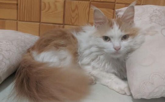 猫癣初期是什么样子的猫长猫藓是什么样子