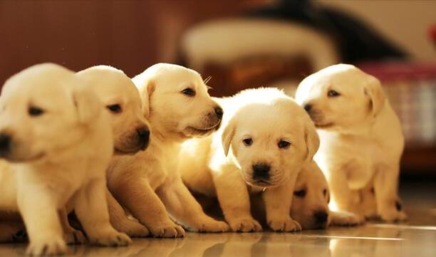 拉布拉多犬的价格多少钱一只-拉布拉多犬多少钱一只