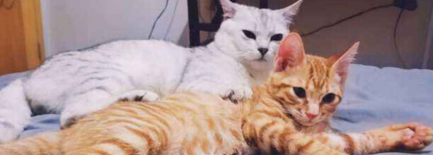 猫踩奶频繁怎么回事