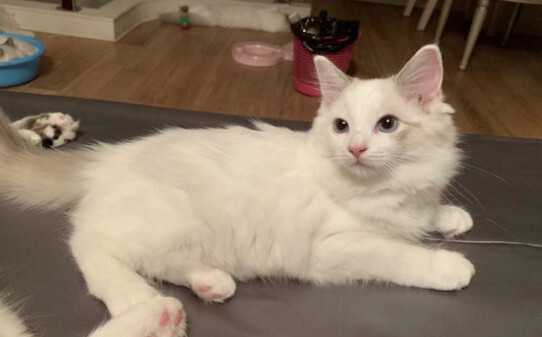 猫的智商是人几岁智商