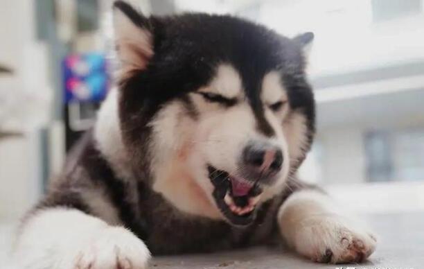 阿拉斯加会不会认主人