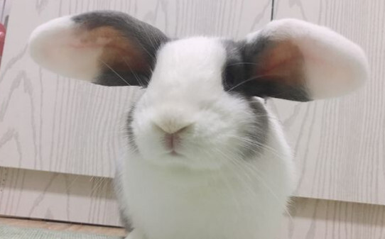 养兔子有什么禁忌 养兔子有什么禁忌