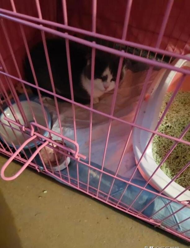 猫咪得了猫瘟怎么办医生说不用治了熬过7天就好 猫咪得了猫瘟怎么办医生说不用治了熬过7天就好
