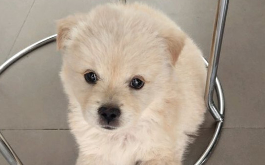 狗得脑炎什么症状 狗得脑炎什么症状