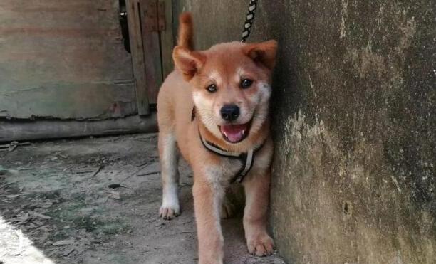 中华田园犬12个品种图-中华田园犬12个品种排名 中华田园犬12个品种图-中华田园犬12个品种排名